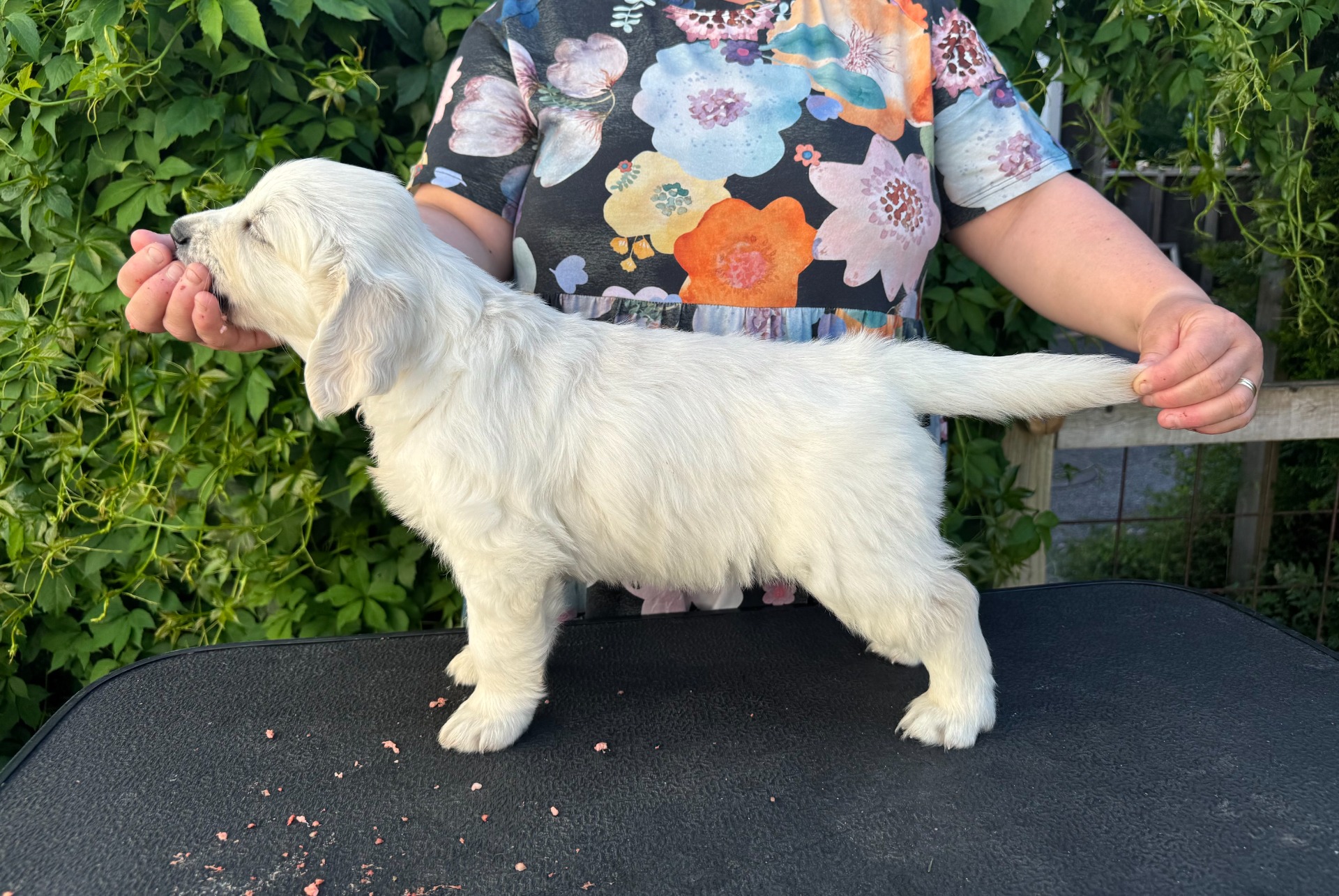 kuva: Patchpaws 6,5vk